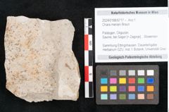 Foto (Objekt + Etikett) von Chara meriani Braun (NHMW-GEO-2024-0188-6717)
